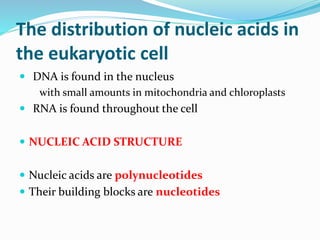 The distribution of nucleic acids in
the eukaryotic cell
 DNA is found in the nucleus
with small amounts in mitochondria and chloroplasts
 RNA is found throughout the cell
 NUCLEIC ACID STRUCTURE
 Nucleic acids are polynucleotides
 Their building blocks are nucleotides
 