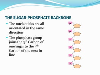  The nucleotides are all
orientated in the same
direction
 The phosphate group
joins the 3rd Carbon of
one sugar to the 5th
Carbon of the next in
line
P
P
P
P
P
P
THE SUGAR-PHOSPHATE BACKBONE
 