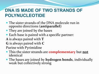 DNA IS MADE OF TWO STRANDS OF
POLYNUCLEOTIDE
 The sister strands of the DNA molecule run in
opposite directions (antiparallel)
 They are joined by the bases
 Each base is paired with a specific partner:
A is always paired with T
G is always paired with C
Purine with Pyrimidine
 This the sister strands are complementary but not
identical
 The bases are joined by hydrogen bonds, individually
weak but collectively strong
 