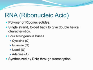 RNA (Ribonucleic Acid)
 Polymer of Ribonucleotides.
 Single strand, folded back to give double helical
characteristics.
 Four Nitrogenous bases
 Cytosine (C)
 Guanine (G)
 Uracil (U)
 Adenine (A)
 Synthesized by DNA through transcription
 