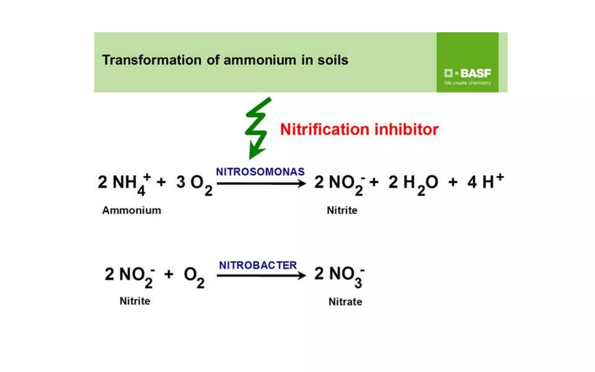 Nitrogen Assimilation in Plants | PPTX