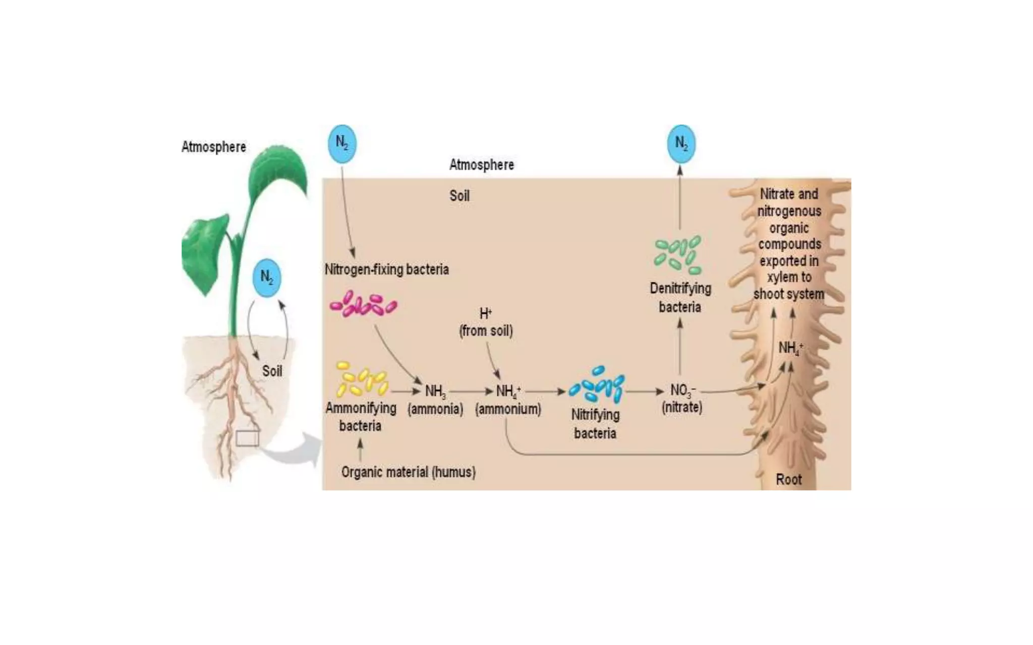 Nitrogen Assimilation in Plants | PPTX