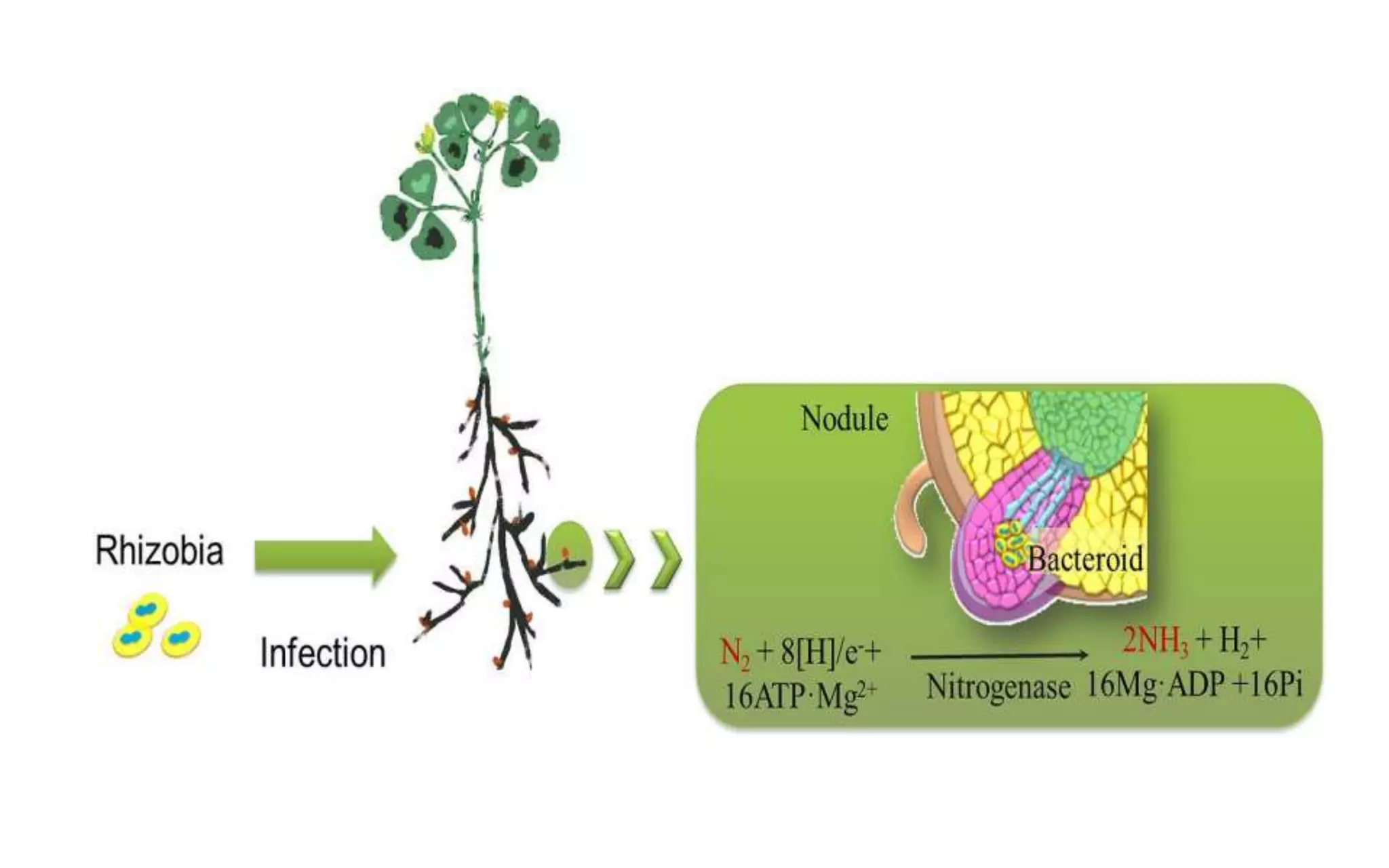 Nitrogen Assimilation in Plants | PPTX