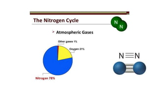 Nitrogen Assimilation in Plants | PPTX