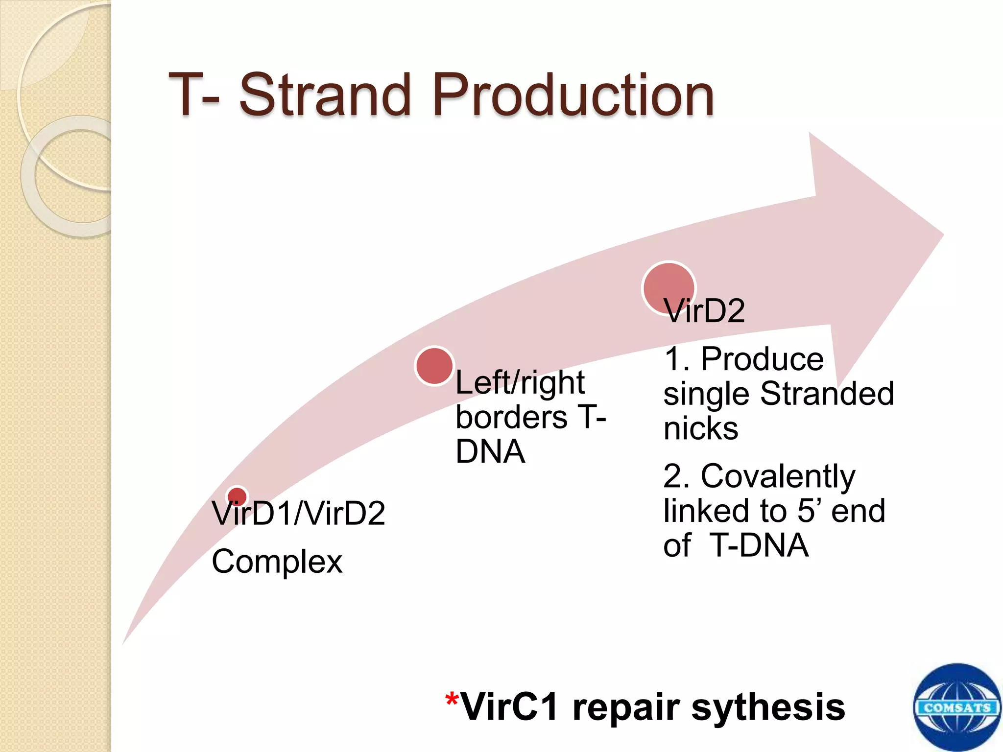 The Process of T-DNA Transfer and Integration | PPTX