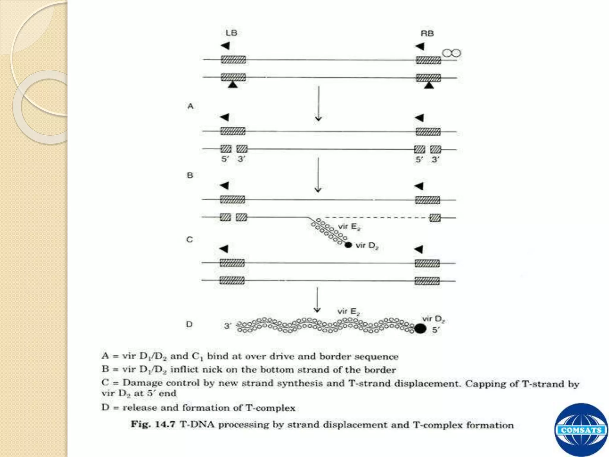 The Process of T-DNA Transfer and Integration | PPTX