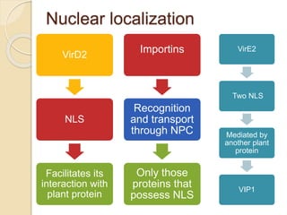 The Process of T-DNA Transfer and Integration | PPTX
