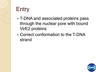 The Process of T-DNA Transfer and Integration | PPTX