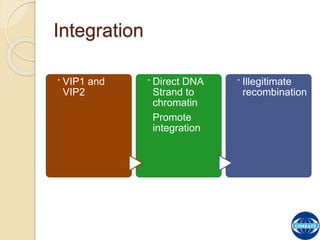 The Process of T-DNA Transfer and Integration | PPTX