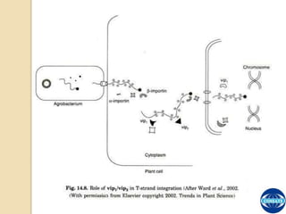 The Process of T-DNA Transfer and Integration | PPTX