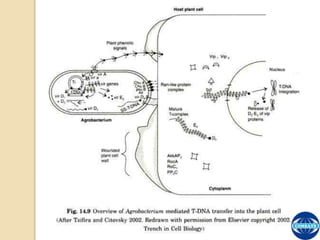 The Process of T-DNA Transfer and Integration | PPTX