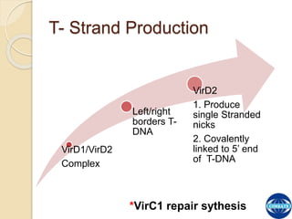 The Process of T-DNA Transfer and Integration | PPTX