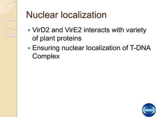 The Process of T-DNA Transfer and Integration | PPTX