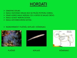 HORDATI
 OSNOVNE ODLIKE:
 IMAJU OSOVINSKI ORGAN KOJI IM PRUŽA POTPORU HORDU.
 IZNAD HORDE IMAJU NERVNU CEV A ISPOD SE NALAZI CREVO.
 IMAJU CEVAST NERVNI SISTEM.
 IMAJU ZATVOREN KRVNI SISTEM.
 RAZNOVRSNOST: PLAŠTAŠI, KOPLJAŠI I KIČMENJACI.
PLAŠTAŠI KOPLJAŠI KIČMENJACI
 