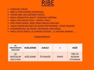 RIBE
 OSNOVNE ODLIKE:
 RIBE SU PRAVIVODENI KIČMENJACI.
 VEĆINA RIBA IMA KOŠTANE PLOČICE.
 IMAJU HRSKAVIČAV SKELET. PONEKAD I KOŠTANI.
 IMAJU SPECIJALNO ČULO – BOČNU LINIJU.
 DIŠU PREKO ŠKRGA, REĐE PREKO RIBLJEG MEHURA.
 IMAJU DVODELNO SRCE OD JEDNE PRETKOMORE I JEDNE KOMORE.
 RAZMNOŽAVAJU SE POLNO. OPLOĐENJE SPOLJAŠNJE.
 IMAJU VELIKI ZNAČA: ZA ISHRANU ČOVEKA , U LANCIMA ISHRANE .....
RAZNOVRSNOST:
SA
HRSKAVIČAVIM
SKELETOM
RUŠLJORIBE AJKULE I RAŽE
SA
OKOŠTALIM
SKELETOM
KOŠLJORIBE ŠTITONOŠE PRAVE
RIBE SA
NOSNIM
OTVORIMA
 