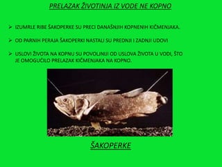PRELAZAK ŽIVOTINJA IZ VODE NE KOPNO
 IZUMRLE RIBE ŠAKOPERKE SU PRECI DANAŠNJIH KOPNENIH KIČMENJAKA.
 OD PARNIH PERAJA ŠAKOPERKI NASTALI SU PREDNJI I ZADNJI UDOVI
 USLOVI ŽIVOTA NA KOPNU SU POVOLJNIJI OD USLOVA ŽIVOTA U VODI, ŠTO
JE OMOGUĆILO PRELAZAK KIČMENJAKA NA KOPNO.
ŠAKOPERKE
 