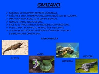GMIZAVCI
 GMIZAVCI SU PRVI PRAVI KOPNENI KIČMENJACI.
 KOŽA IM JE SUVA I PREKRIVENA ROZNIM KRLJUŠTIMA ILI PLOČAMA.
 IMAJU DVA PARA NOGU ILI IH UOPSTE NEMAJU.
 NEMAJU STALNU TEMPERATURU.
 SRCE IM JE TRODELNO ILI KOD KROKODILA CETVORODELNO.
 POLAZU JAJA NA KOPNU ILI RADJAJU ŽIVE MLADUNCE.
 JAJA SU IM ZAŠTIĆENA ELASTIČNOM ILI ČVRSTOM LJUSKOM I
EMBRIONALNIM OMOTACIMA.
RAZNOVRSNOST
GUŠTER
ZMIJA
KORNJAČA
KROKODIL
 
