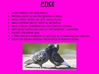 PTICE
 VODE POREKLO OD GMIZAVACA.
 PREDNJI UDOVI SU IM PREOBRAŽENI U KRILA.
 IMAJU PERJE I MOGU DA LETE. IMAJU KLJUN.
 IMAJU KOŠTANI SKELET, KOSTI SU IM ŠUPLJE
 IMAJU STALNU TEMPERATURU TELA OKO 42 STEPENA.
 SRCE IM SE SASTOJI OD 4 DELA 2 PRETKOMORE I 2 KOMORE.
 POLAŽU OPLOĐENA JAJA.
 U TOKU RAYVICA EMBRION JE ZAŠTIĆEN SA 3 EMBRIONALNA ORGANA.
 JEDAN OD ODLIKA MNOGIH VRSTA PTICA JE NJIHOVA SEOBA.
 