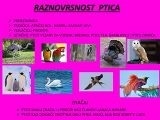 RAZNOVRSNOST PTICA
 PREDSTAVNICI:
 TRKAČICE: AFRIČKI NOJ , NANDU, KAZUAR I KIVI.
 VESLAČICE: PINGVINI.
 LETAČICE: PTICE VEZANE ZA VODENU SREDINU, PTICE TLA, GRABLJIVICE I PTICE DRVEĆA.
ZNAČAJ
 PTICE IMAJU ZNAČAJ U PRIRODI KAO ČLANOVI LANACA ISHRANE.
 PTICE KAO DOMAĆE ZIVOTINJE DAJU PERJE, MESO, JAJA KOJE KORISTE LJUDI.
 