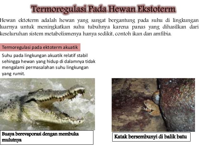 Termogulasi Pada Hewan