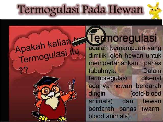 Termogulasi Pada Hewan Termogulasi Pada Hewan