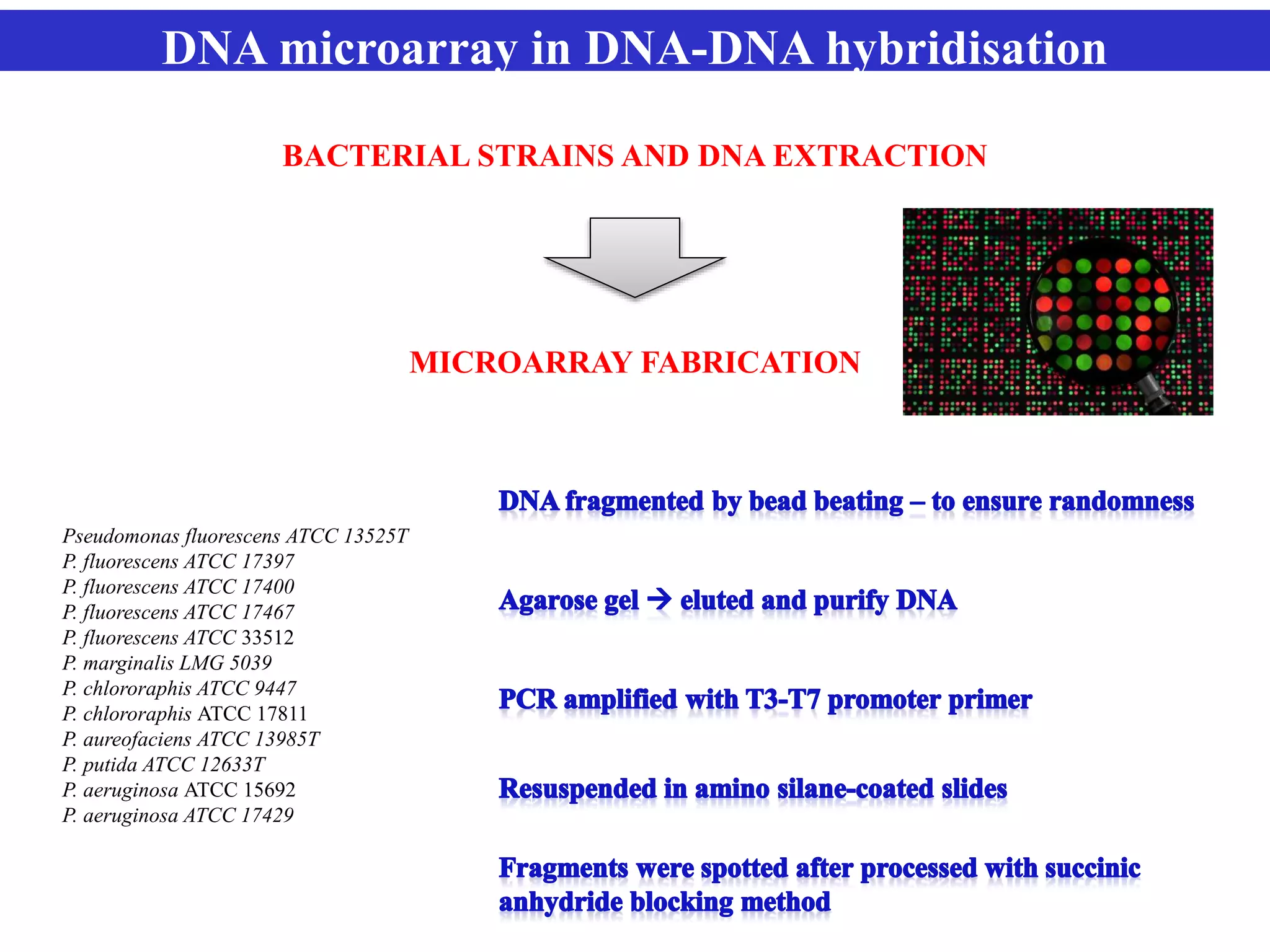 DNA microarray in DNA-DNA hybridisation
BACTERIAL STRAINS AND DNA EXTRACTION
MICROARRAY FABRICATION
Pseudomonas fluorescens ATCC 13525T
P. fluorescens ATCC 17397
P. fluorescens ATCC 17400
P. fluorescens ATCC 17467
P. fluorescens ATCC 33512
P. marginalis LMG 5039
P. chlororaphis ATCC 9447
P. chlororaphis ATCC 17811
P. aureofaciens ATCC 13985T
P. putida ATCC 12633T
P. aeruginosa ATCC 15692
P. aeruginosa ATCC 17429
 