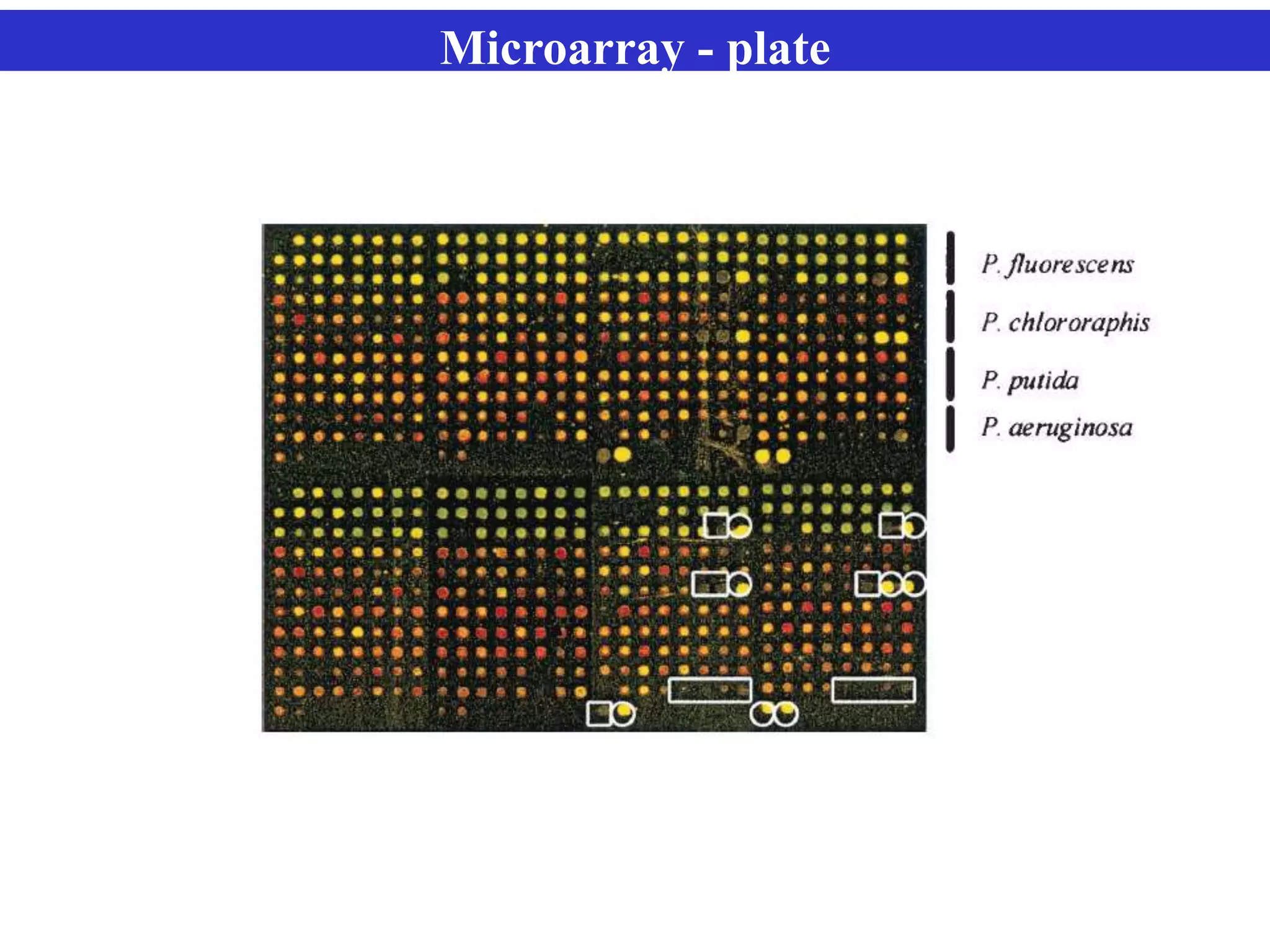 Microarray - plate
 