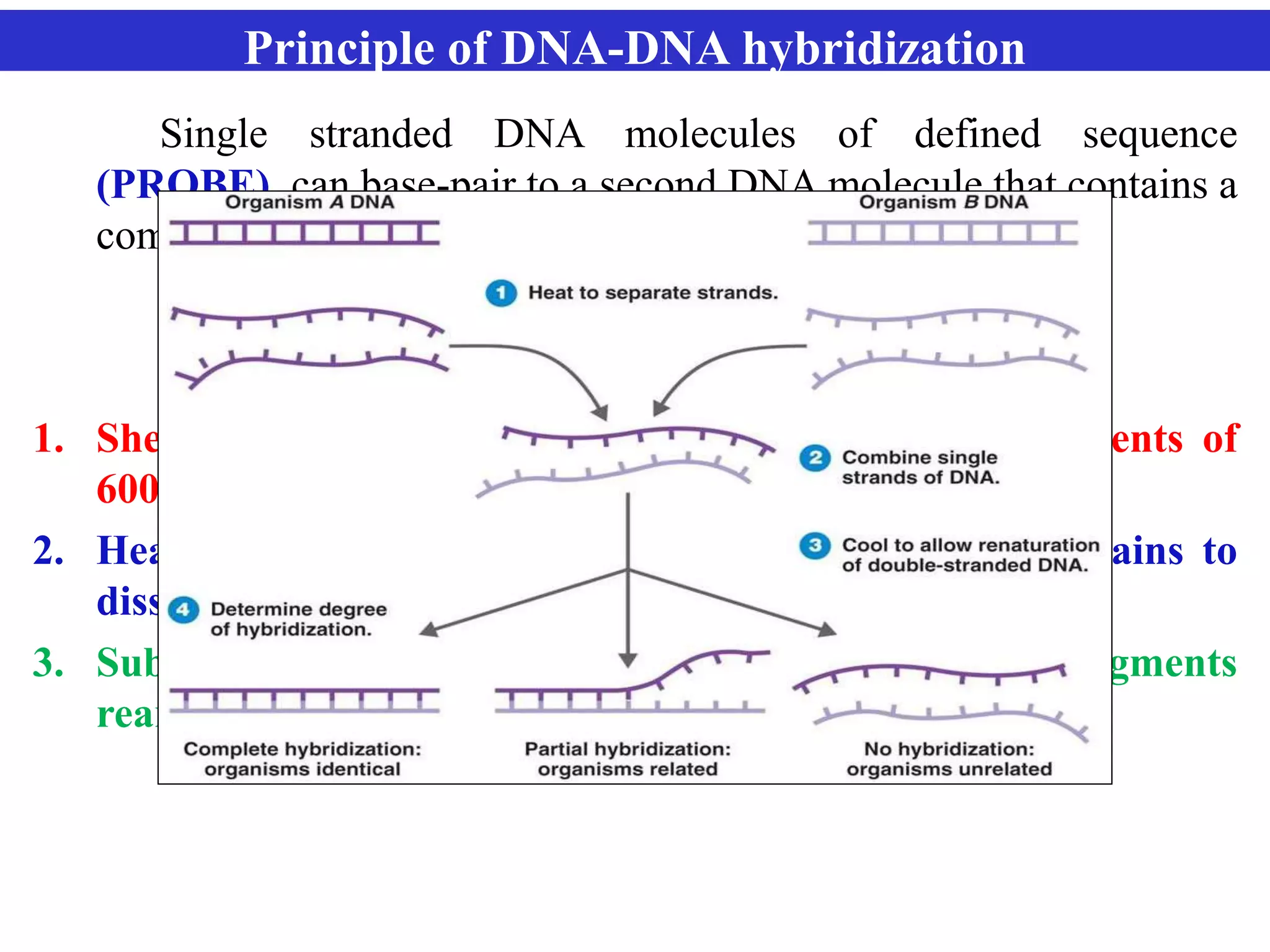 DNA-DNA Hybridisation | PPTX | Biological Sciences | Science