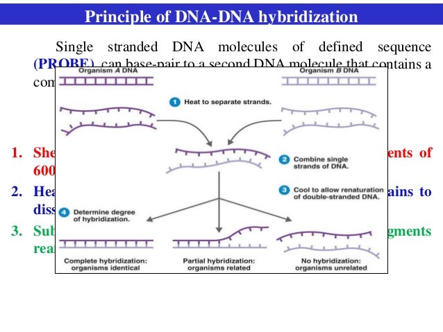 Dna Hybridization Diagram Choice Image - How To Guide And 