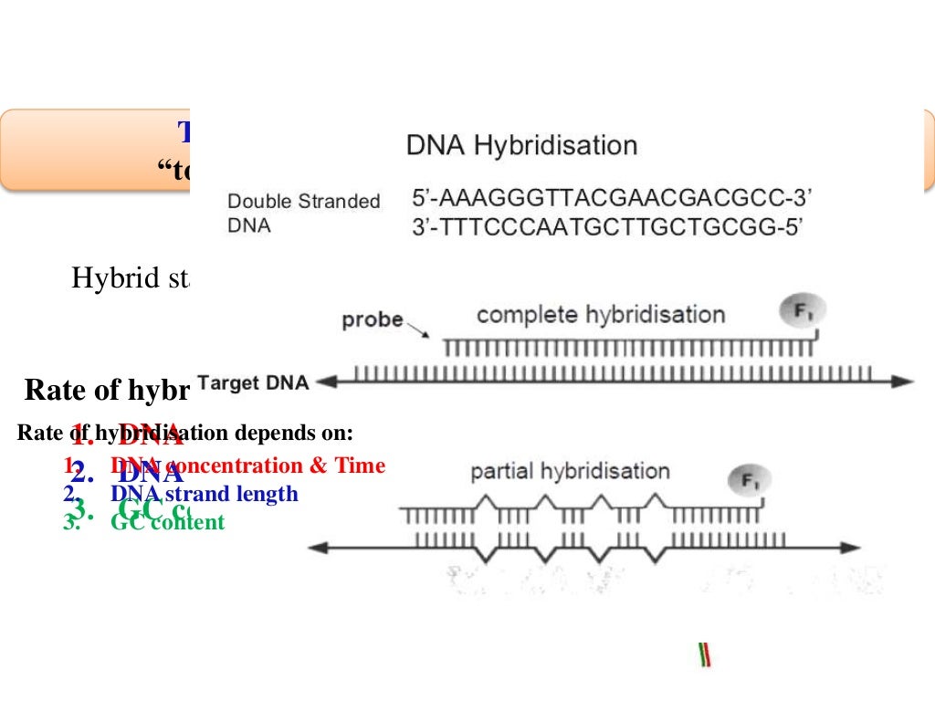 DNADNA Hybridisation