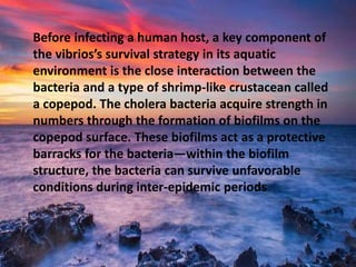 Before infecting a human host, a key component of
the vibrios’s survival strategy in its aquatic
environment is the close interaction between the
bacteria and a type of shrimp-like crustacean called
a copepod. The cholera bacteria acquire strength in
numbers through the formation of biofilms on the
copepod surface. These biofilms act as a protective
barracks for the bacteria—within the biofilm
structure, the bacteria can survive unfavorable
conditions during inter-epidemic periods
 