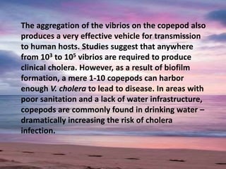 The aggregation of the vibrios on the copepod also
produces a very effective vehicle for transmission
to human hosts. Studies suggest that anywhere
from 103 to 105 vibrios are required to produce
clinical cholera. However, as a result of biofilm
formation, a mere 1-10 copepods can harbor
enough V. cholera to lead to disease. In areas with
poor sanitation and a lack of water infrastructure,
copepods are commonly found in drinking water –
dramatically increasing the risk of cholera
infection.
 
