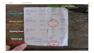 NOVOZYMES PRESENTATION22/06/201620
Surface water
Bottom water
Floating feces
Feed in gut
Black mud in gut
Green colony Yellow colony
 