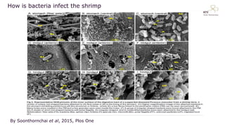 How is bacteria infect the shrimp
By Soonthornchai et al, 2015, Plos One
 