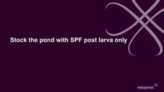Stock the pond with SPF post larva only
 