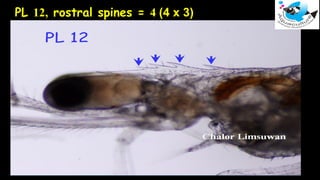 PL 12, rostral spines = 4 (4 x 3)
 