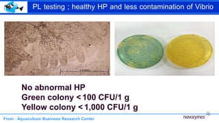 กา PL testing ; healthy HP and less contamination of Vibrio
From : Aquaculture Business Research Center
No abnormal HP
Green colony < 100 CFU/1 g
Yellow colony < 1,000 CFU/1 g
 