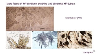 More focus on HP condition checking ; no abnormal HP tubule
Chanthaburi CARC
 