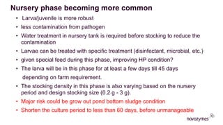 • Larva/juvenile is more robust
• less contamination from pathogen
• Water treatment in nursery tank is required before stocking to reduce the
contamination
• Larvae can be treated with specific treatment (disinfectant, microbial, etc.)
• given special feed during this phase, improving HP condition?
• The larva will be in this phase for at least a few days till 45 days
depending on farm requirement.
• The stocking density in this phase is also varying based on the nursery
period and design stocking size (0.2 g - 3 g).
• Major risk could be grow out pond bottom sludge condition
• Shorten the culture period to less than 60 days, before unmanageable
Nursery phase becoming more common
 