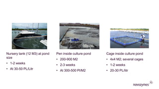 ​Nursery tank (12 M3) at pond
size
• 1-2 weeks
• At 30-50 PL/Litr
​Pen inside culture pond
• 200-900 M2
• 2-3 weeks
• At 300-500 Pl/M2
​Cage inside culture pond
• 4x4 M2; several cages
• 1-2 weeks
• 20-30 PL/litr
 