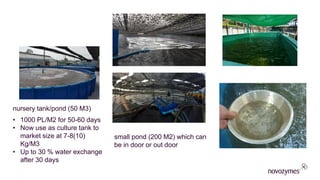 ​nursery tank/pond (50 M3)
• 1000 PL/M2 for 50-60 days
• Now use as culture tank to
market size at 7-8(10)
Kg/M3
• Up to 30 % water exchange
after 30 days
​small pond (200 M2) which can
be in door or out door
 