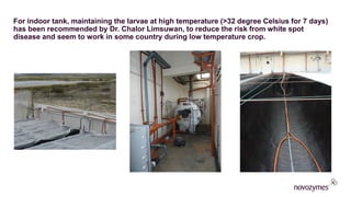 For indoor tank, maintaining the larvae at high temperature (>32 degree Celsius for 7 days)
has been recommended by Dr. Chalor Limsuwan, to reduce the risk from white spot
disease and seem to work in some country during low temperature crop.
 