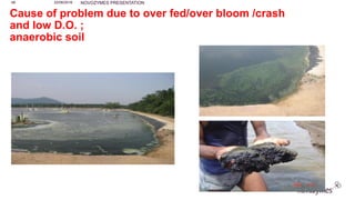 Cause of problem due to over fed/over bloom /crash
and low D.O. ;
anaerobic soil
NOVOZYMES PRESENTATION22/06/201648
 