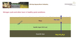 NOVOZYMES PRESENTATION22/06/20165
Water
Nitrogen cycle and other toxic in healthy pond conditions
Shrimp Aquaculture Industry
Aerobic Layer (0-0.2 cm)
Anaerobic layer NH3/NO2/H2S
Non toxic
 