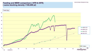 NOVOZYMES PRESENTATION
22/06/201650
0
5
10
15
20
25
30
35
40
45
0 10 20 30 40 50 60 70 80 90 100
MBW HFR
MBW SFR
feed HFR
feed SFR
DOC (day)
Feeding and MBW comparison ( HFR & SFR)
( same stocking density =100,000 pl)
Feed (kg)
 