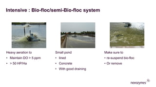 Intensive : Bio-floc/semi-Bio-floc system
​Heavy aeration to
• Maintain DO > 5 ppm
• > 50 HP/Ha
​Small pond
• lined
• Concrete
• With good draining
​Make sure to
• re-suspend bio-floc
• Or remove
 