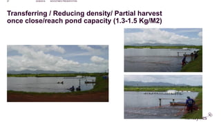 NOVOZYMES PRESENTATION22/06/201657
Transferring / Reducing density/ Partial harvest
once close/reach pond capacity (1.3-1.5 Kg/M2)
 