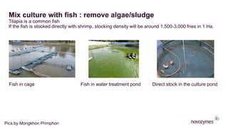 Mix culture with fish : remove algae/sludge
Tilapia is a common fish
If the fish is stocked directly with shrimp, stocking density will be around 1,500-3,000 fries in 1 Ha.
​Fish in cage ​Fish in water treatment pond ​Direct stock in the culture pond
Pics.by Mongkhon Primphon
 