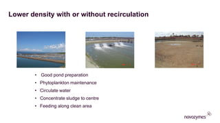 Lower density with or without recirculation
• Good pond preparation
• Phytoplankton maintenance
• Circulate water
• Concentrate sludge to centre
• Feeding along clean area
 