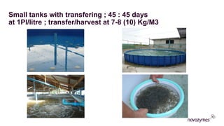 Small tanks with transfering ; 45 : 45 days
at 1Pl/litre ; transfer/harvest at 7-8 (10) Kg/M3
 